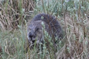 Knut 16 mai 2016 - Bever eller rettere sakt Fiber Castoren