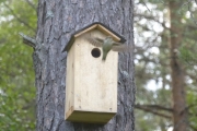Knut 19 juni 2016 - Fluesnapperen igjen, fytterakkern