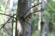 Knut 28 mai 2016 - Ekorn Rakkerfanten i fugleskogen.