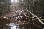 Knut 26 april 2016 - To Gakk Gakker foran beverdemningen i Maridalen