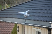 Morten 11. ‎april ‎2016 To Duer i full gang