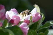 Morten 16 mai 2016 - Veps på blomst