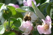 Morten 16 mai 2016 - Veps på blomst