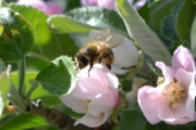 Morten 16 mai 2016 - Veps på blomst