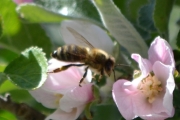 Morten 16 mai 2016 - Veps på blomst