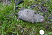 Knut 11 juni 2017 - Jordus Rottus Maridalenus