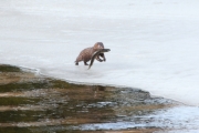 Knut 17 mars 2017 - Minken på fredag ved Dausjøbrua