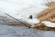 Knut 17 mars 2017 - Minken på fredag ved Dausjøbrua