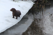 Knut 19 mars 2017 - Minken på søndag ved Dausjøbrua