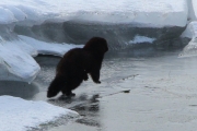 Knut 19 mars 2017 - Minken på søndag ved Dausjøbrua