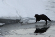 Knut 19 mars 2017 - Minken på søndag ved Dausjøbrua