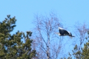 Knut 2 april 2017 - Gråhegre i Sandefjord