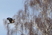 Knut 2 april 2017 - Musvåk i Sandefjord