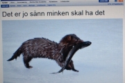 Knut 21 mars 2017 - Minken i Nordre Aker Budstikke