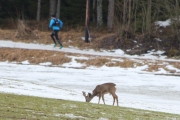 Knut 23 mars 2017 - Minky og Rådyret