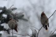 Knut 24 januar 2017 - Sidensvanser (Bombycilla garrullus)