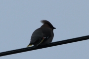 Knut 24 januar 2017 - Sidensvanser (Bombycilla garrullus)