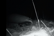 Knut 3 mars 2017 - Grevlingen i Maridalen