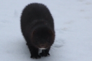 Knut 31 januar 2017 - Minken i Maridalen