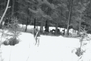 Knut 7 mars 2017 - Rådyr på Blåsås ved Hammeren