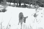 Knut 7 mars 2017 - Rådyr på Blåsås ved Hammeren