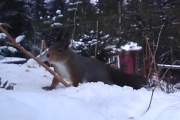 Knut 9 februar 2017 - Ekorn tatt i Maridalen