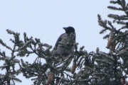Maridalstur fra Knut 29 januar 2017