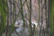 Maridalstur fra Morten 29 januar 2017