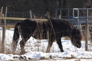 Morten 11 mars 2017 - Ponni hest ved Østensjøvannet