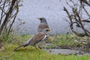 Morten 15 april 2017 - To Gråtroster på Grefsen