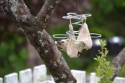Morten 28 mai 2017 - Flaggspetten på meisbollen