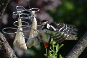 Morten 31 mai 2017 - Flaggspetten og meisbollen