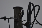 Morten 18 februar - Flaggspetten i stolpen