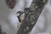 Morten 19 februar - Flaggspetten