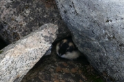 Knut 2 september 2017 - Lemen på fjellet