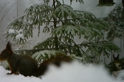 Knut 23 desember 2017 - to Ekorn i Maridalen