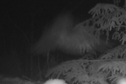 Knut 23 desember 2017 - Kattugla i Maridalen