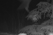 Knut 23 desember 2017 - Kattugla i Maridalen