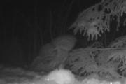 Knut 23 desember 2017 - Kattugla i Maridalen