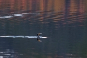 Knut 25 november 2017 - Storskarven i Md. vannet igår