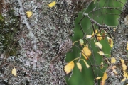 Knut 29 september 2017 - Trekryperen, litt oppover i skauen fra ved.Dausjøbrua