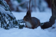 Knut 31 desember 2017 - Ekorn Pekorn i Maridalen