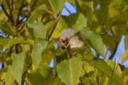 Morten 14 oktober 2017 - Liten fugl i treet, kan det være en Strutsespurv? Her er det bare og sette fantasien i sving