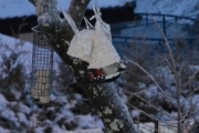 Morten 25 desember 2017 - Flaggspetten om morgenen på Høyenhall 1 juledag