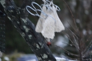 Morten 26 desember 2017 - regnet hele dagen så kommer Flaggspetten i styrtregnet