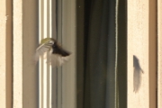 Morten 28 oktober 2017 - Kjøttmeis som venter på insektene