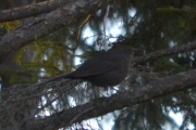 Morten 8 oktober 2017 - En sort fugl Svarttrost hunn på Hvitsten i Vestby