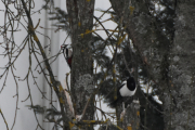 Morten 15 desember 2018 - Flaggspetten og Skjæra på Høyenhall