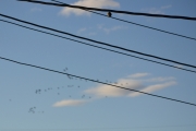 21 august 2018 - En Spurv observerer en flokk fugler som flyr nordover