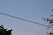 21 august 2018 - En flokk fugler på vei til Østensjøvannet